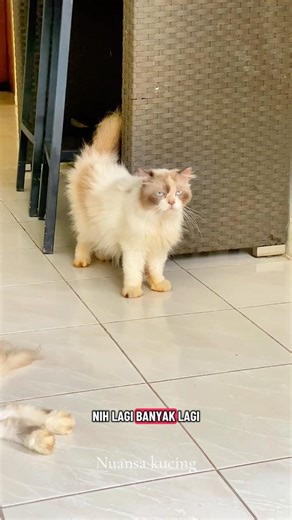 Beautiful ragdoll breeders ready for adoption in Jakarta #nuansakucing