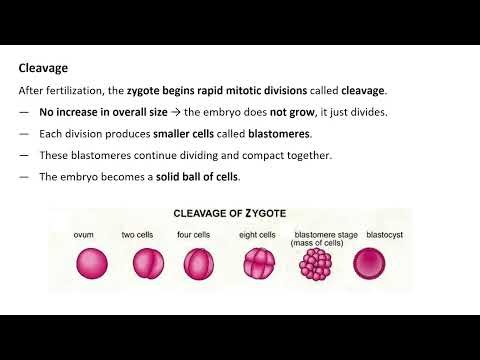 Developmental Embryology Made Easy 🧬 | From Zygote to Human Baby
