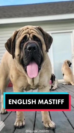 English Mastiff: One of the Biggest Dog Breeds in the World