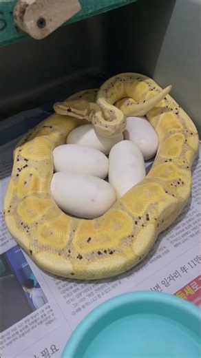 Ball Python Laying Eggs #snake #ballpython #reptiles #pets #ballpythonmorph #ballpythonbreeder