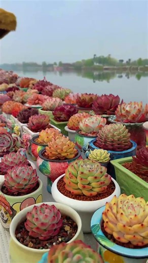 My Colorful Succulent Collection | A Living Rainbow 🌈