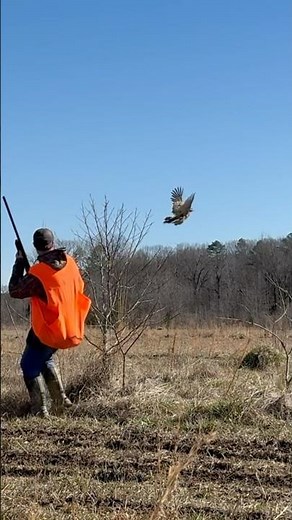Pheasant hunting in Mississippi over wirehaired pointing griffon #guidelife