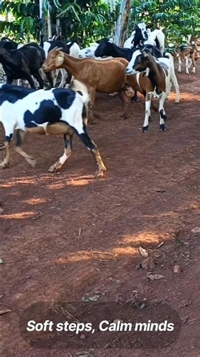 The Evening Rush; Goats Returning From Grazing 🐐💨#goat #goatfarming