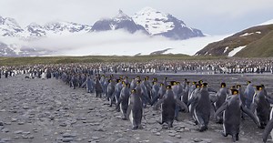 Photographing the Stunning Wildlife of South Georgia with David Yarrow
