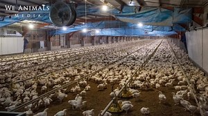 1.3K views · 1.9K reactions | Sign up now for the latest images, short films, and stories from We Animals Media. | We Animals | Facebook