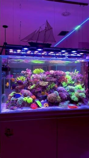 🌊✨ Reef Tank – A Mini Ocean at Home 🐠