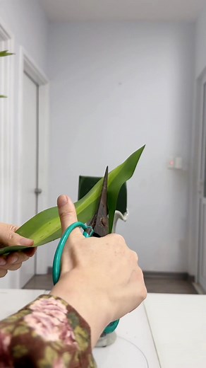 1M views · 9.5K reactions | Chuẩn bị đón Tết đân các bác ơi! #Cắmhoadânglễ #TiệmgốmHàLê #SốngTíchCực #yêuhoa | Tiệm gốm Hà Lê II | Facebook