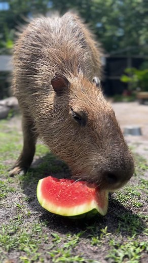 Penelope the Capybara Enjoying a Delicious Watermelon