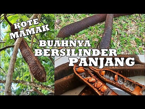 BUAH RARE | KOTE MAMAK | ISI BUAH HITAM & BERLAPIS-LAPIS