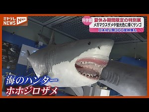 日本“初公開”360度映像に5メートル超えのサメ…夏休み限定特別展「海と生きもの探検記」（仙台市科学館）