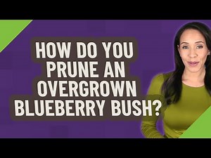 How do you prune an overgrown blueberry bush?
