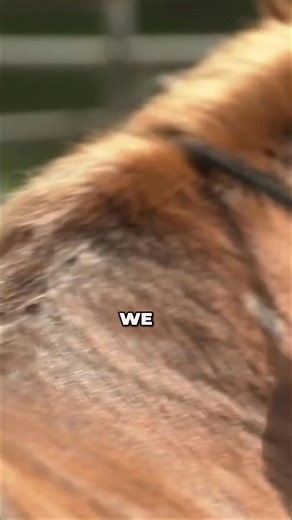 In this clip, Jim Masterson shares the essence of the Masterson Method® — using gentle touch and close observation to follow the horse’s subtle responses: a blink, a breath, a yawn. These small signs guide us to areas of tension and help the horse release, soften, and return to a more comfortable state of being. It’s not just about relaxation — it’s about improving comfort, performance, and trust through quiet, intentional connection. For many of us who’ve spent years in the horse world, there c