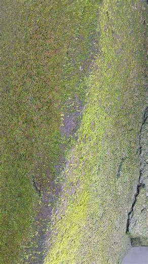 free video of a mossy rock and free sound effect of ocean white noise