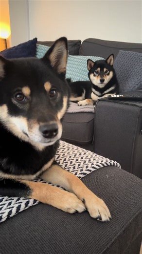 Need a Hug? Enjoy Two Adorable Shibas