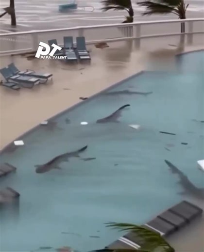 Sharks in the Resort Pool in Jamaica After the Passage of Hurricane Melissa #hurricaneMelissa