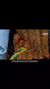 63K views · 443 reactions | ️ Centipede Clash: Nature’s Assassin...