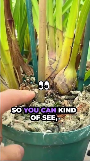 How to Grow Cymbidium Orchids