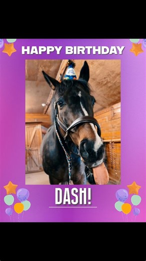57 reactions · 7 comments | Please help us say Happy Birthday to Dash, who recently turned 18 and celebrated with a SaddleBox!  If you'd like us to feature YOUR horse in a birthday video, just post a pic of them celebrating with a SaddleBox and TAG us. We LOVE giving horses extra attention on their special day!  #horsesofinstagram | SaddleBox | Facebook