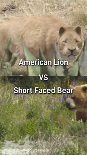 American Lion vs Short Faced Bear...#viral #vsedit
