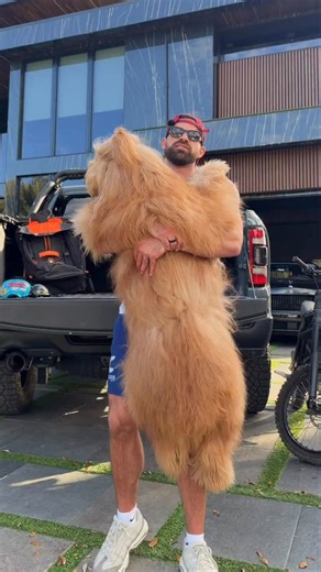 6.2M views · 450K reactions | Here is how Brodie fits into his backpack!  @heylittlechonk #goldendoodle #dogbackpack #dogdad | Brodie That Dood | Facebook