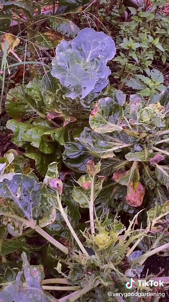 Cabbage Worm Destroying Brussels Sprouts