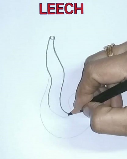 How to draw a leech easily