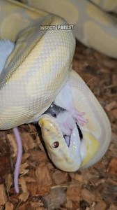 157K views · 2.9K reactions | Lavender python waiting for mice #python #mouse #feeding #snake #rat #mice #insects | Insect Forest | Facebook