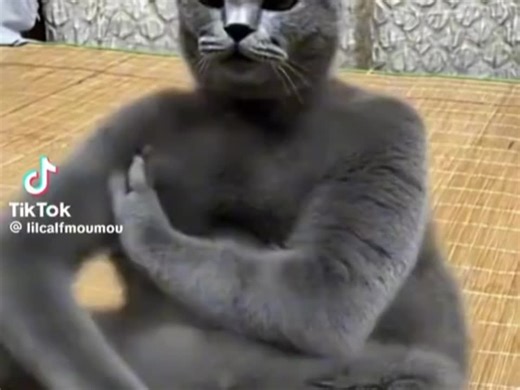 cat slapping himself