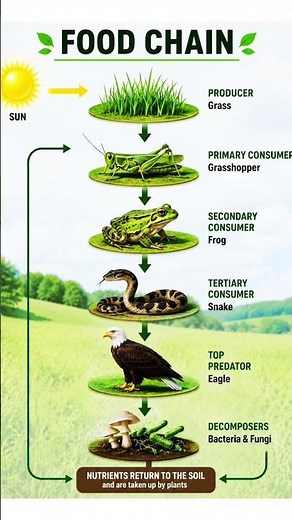 Food Chain Explained | #FoodChain #Ecosystem