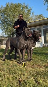 42K views · 1.7K reactions | The Cane Corso. An aggressive Breed? #canecorso | Animals Facts | Facebook