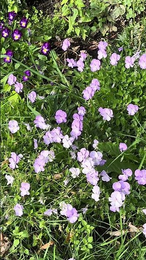 🌸Wild Geraniums – Nature’s Grace in the Meadow
