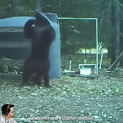 Bear gets hit in the twigs and berries while trying to scratch his back