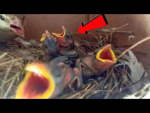 House Sparrow babies Crying for Food Inside the Nest