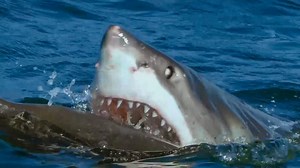 Great white shark attacks robot spy seal