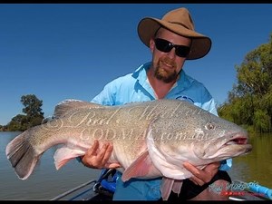 Trolling Big Murray Cod On Koolabung Lures