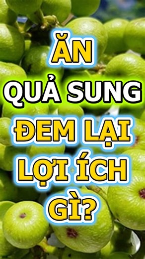 ĂN QUẢ SUNG ĐEM LẠI LỢI ÍCH GÌ? #quasung #tacdungcuaquasung #nhipsongxanh #songkhoemoingay #food