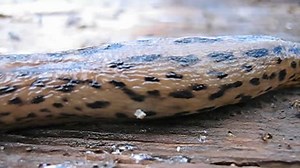 File:Limax maximus-002.ogv - Wikimedia Commons