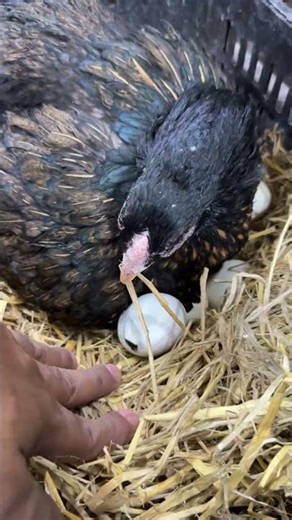 Ever seen - Hen helping baby chick in Hatching