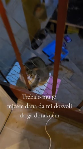 Mislim da nikada nećemo saznati čiji je bio, ali se nadam da ćemo ga jednom oglasiti za udomljenje ♥️ Prošlo je više od mjesec dana kako se pojavio u dvorištu i danas je on napravio prvi korak i sam se, dok sam otvarala konzervu, mazio o moju ruku. Znala sam da je to to. Da sada smijem 🥹 Konzervice je donijela teta Bo par sati prije, možda je spoj svega - kućica, hrana, grijač. To što ga nismo forsali na ništa. Cicić vam želi laku noć 🥰 #hopeforkittens #meow #cat #macke #catsofinstagram | Hope