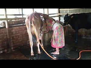 A woman is bathing many cows, a new method of bathing cows in a rural environment