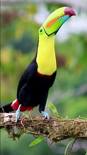 Turn Sound On — This Toucan Is Wild