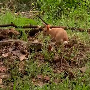 1K views | Python hunting rabbit#wildanimals #python #rabbit #animals | Liga Distrital de Fútbol de Chincha Alta | Facebook