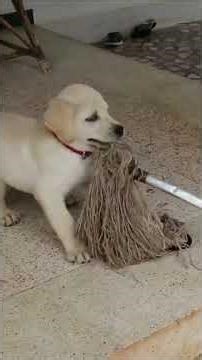 மழையில் சேட்டை செய்யும் மாறா the Labrador 🐶❤️