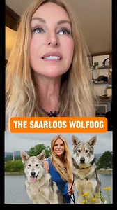 22K views · 748 reactions | The Saarloos is one of the two recognised...