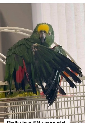 Meet Polly: A 58-Year-Old Amazon Parrot