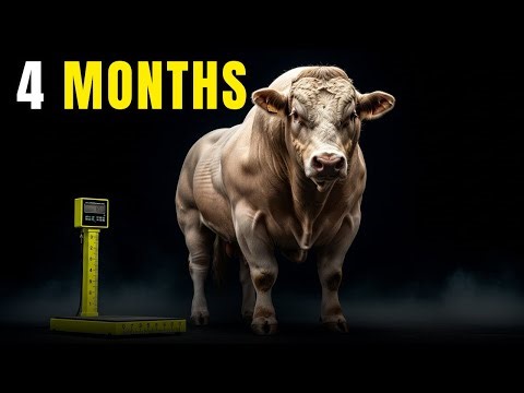 Beef Cattle: From Lean To Market Weight In 4 Months