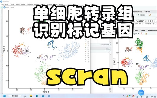 SCS【27】单细胞转录组之识别标记基因 （scran）