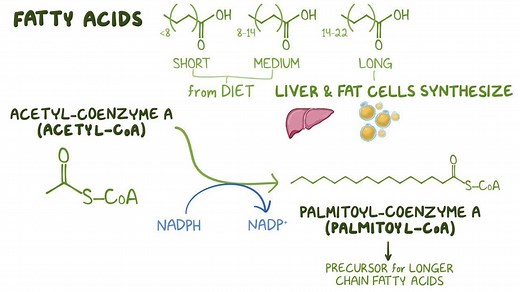 Video: Fatty acid synthesis - Video Explanation! | Osmosis | Osmosis