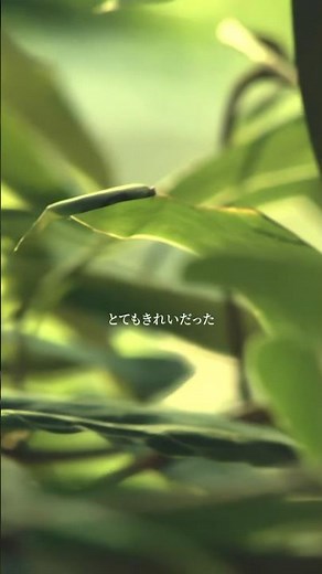 宇多田ヒカル「桜流し」Music Video(4K UPGRADE)
