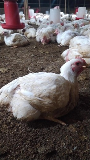 Broiler Before and After That's Unreal 🤯 #chicken #shorts #viral